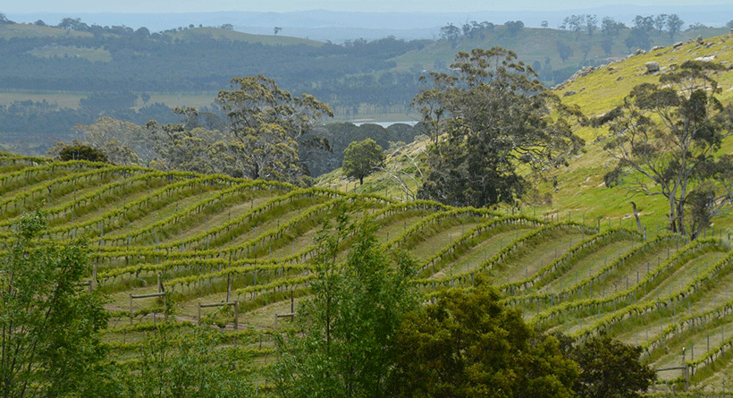 Granite Hills Vineyard